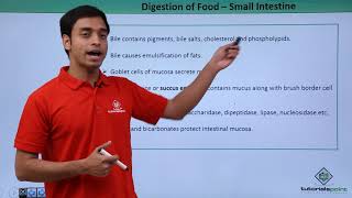 Class 11th – Digestion of Food  Small Intestine  Digestion and Absorption  Tutorials Point [upl. by Leban]