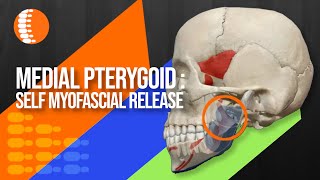 Medial pterygoid muscle Self myofascial release [upl. by Noek695]