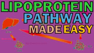 Introduction To The Lipoprotein Pathway Chylomicrons LDL VLDL HDL  PART 13 [upl. by Mokas]