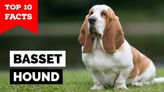 Basset Hound  Top 10 Facts [upl. by Socem]