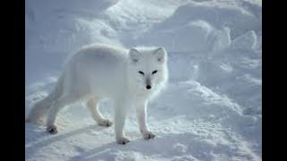 Arctic fox hunter of the arctic I National Geographic Documentary [upl. by Felicie]