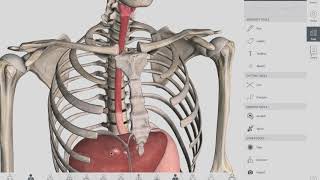 Esophageal Sphincters  Anatomy [upl. by Bartlett54]