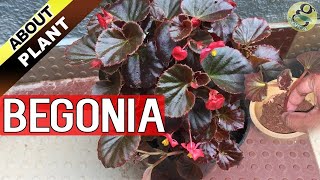 BEGONIA PLANT CARE How to Grow and Propagate Begonia Cuttings  Garden Tips in English [upl. by Kilah]