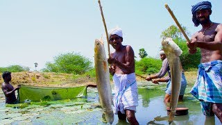 Fish Catching and Cooking  Viral Meen Kulambu  Snakehead Murrel Fish Curry Recipe  Village Food [upl. by Ernst449]