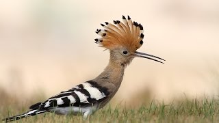 The most beautiful sound of Hoopoe bird  Hudhud  mentioned in Quran [upl. by Bechler]