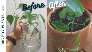 How to Propagate a Heartleaf Philodendron Step by Step [upl. by Balas]