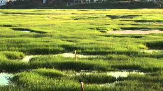 Intro to Salt Marshes [upl. by Sharleen]