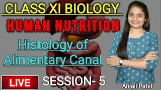 Class 11th Biology  Human nutrition  Histology of Alimentary Canal  Session 5  Anjali Patel [upl. by Jaquelyn]