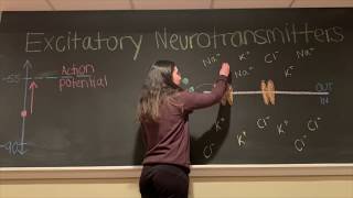 Excitatory vs Inhibitory Neurotransmitters BIOS 041 [upl. by Ahsa]