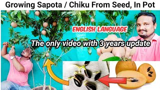 How To Grow Sapodilla  Chiku From Seed In Pot  3 Years Update From seed to harvesting [upl. by Euginom]