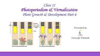 Photoperiodism amp Vernalization  Plant Growth and Development Part 6  Biology Class 11NEET [upl. by Palocz]