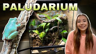 INCREDIBLE Tree Frog Paludarium Set Up [upl. by Giza]