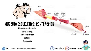 Fisiología Músculo esquelético  Mecanismo de contracción muscular  Parte 1 [upl. by Ettenyl973]