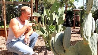 Growing THE BEST EDIBLE CACTUS [upl. by Johathan411]