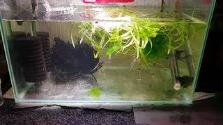 HOW TO BREED PYGMY CORYDORAS [upl. by Orteip782]