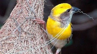 Baya WEAVER BIRD making Nest  Weaver Bird Documentary [upl. by Netnert457]