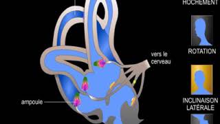 Neurothérapie le système vestibulaire démonstration [upl. by Isaac248]