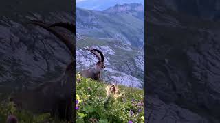 The Alpine ibex goat [upl. by Jemy]