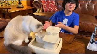 Ceramic Drinking Water Fountain For Pet Cats By MiauStore  How To Set Up First Impression amp Review [upl. by Eihtak802]