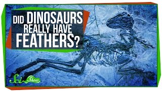 Did Dinosaurs Really Have Feathers [upl. by Dolphin]