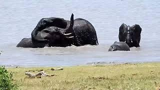 More Elephants playing in Manyeleti Main Dam [upl. by Ailaht]