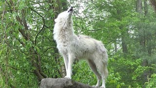 What 30 Wolves Howling Sounds Like [upl. by Lorn]