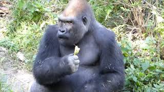 Dallas Zoo  seeing Gorilla eat banana [upl. by Castillo]