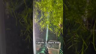 The Shocking Guppy Breeding Warning Every Beginner Needs [upl. by Sixele]