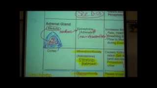 ANATOMY ENDOCRINE SYSTEM by Professor Fink [upl. by Summers]