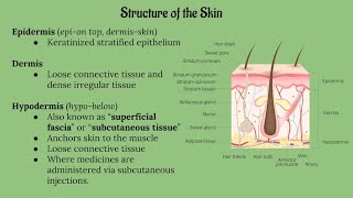 Integumentary System Lecture CHAPTER 5 [upl. by Arraeis913]