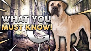 BOERBOEL 101 Everything You Need To Know About Owning A BoerBoel Puppy [upl. by Legir868]