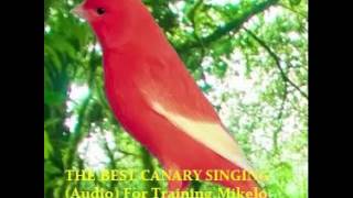 THE BEST CANARY SINGING Audio For Training  Serinus canaria [upl. by Ardnekat]