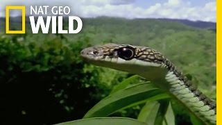 Borneos Flying Reptiles  Wild Borneo [upl. by Rehpotirhc656]