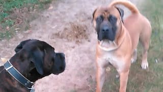 CANE CORSO meets South Afr BOERBOEL  2 Strong Mastiff Dogs [upl. by Elenahc]