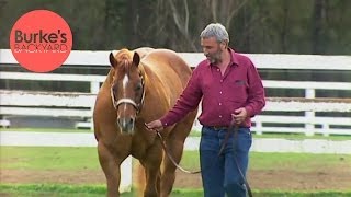 Burkes Backyard American Quarter Horse Road Test [upl. by Enyluqcaj198]