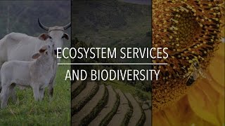 FAO Policy Series Ecosystem Services and Biodiversity [upl. by Eyaj]