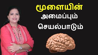 Human Brain  Parts and Functions  Tamil [upl. by Keel]