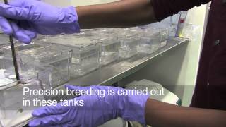 Breeding Zebrafish [upl. by Uyr]