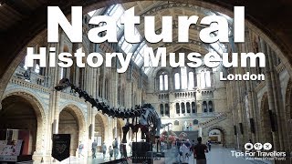 Natural History Museum London Video Tour dinosaurs whales and more [upl. by Hoxie]