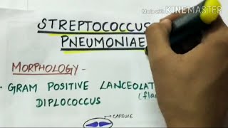 STEREPTOCOCCUS PNEUMONIAE  microbiology handwritten notes [upl. by Elleinwad]