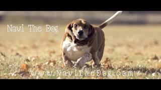 Navi the Basset Hound Running In Slow Motion HD [upl. by Tedman735]