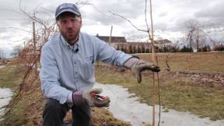 Caring for Young Grape Vines [upl. by Urbannai]