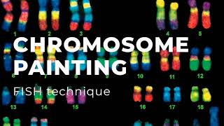 Chromosome Painting [upl. by Laden429]