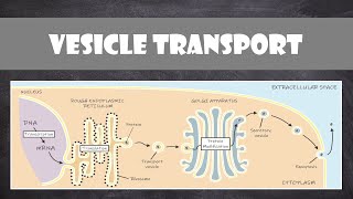 Vesicle Transport within Cells  Cell Biology [upl. by Kcod49]