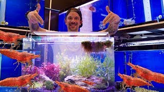 TUTO UN AQUARIUM FACILE POUR CREVETTES   TOOPET [upl. by Nnep]