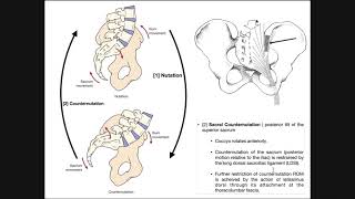 The Sacroiliac Joint  Sacral Nutation and Counternutation [upl. by Nolra]