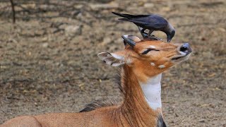 Crow help deer to get rid of ticks  Symbiotic Relationships In Animals [upl. by Sol]