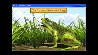 CBSE Class 11 Biology  Anatomy of Frog  By Shiksha House [upl. by Kenward437]