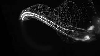 Zebra Fish Growning its Nervous System [upl. by Attevad312]