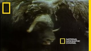 Musk Oxen vs Arctic Wolves  National Geographic [upl. by Ynnol]